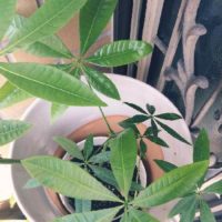 初めての人にオススメ！パキラの育て方の画像