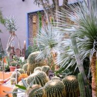 グリーンハウスを利用した観葉植物の育て方の画像