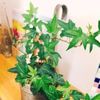 アイビーの特徴と育て方の画像
