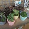多肉植物の植え替えのタイミングと注意点！の画像