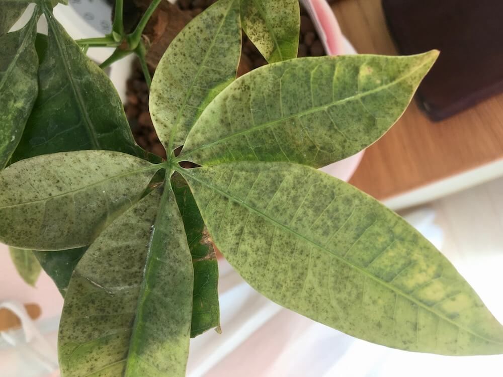 パキラ　枯れる