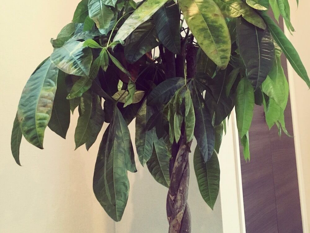 パキラ　枯れる