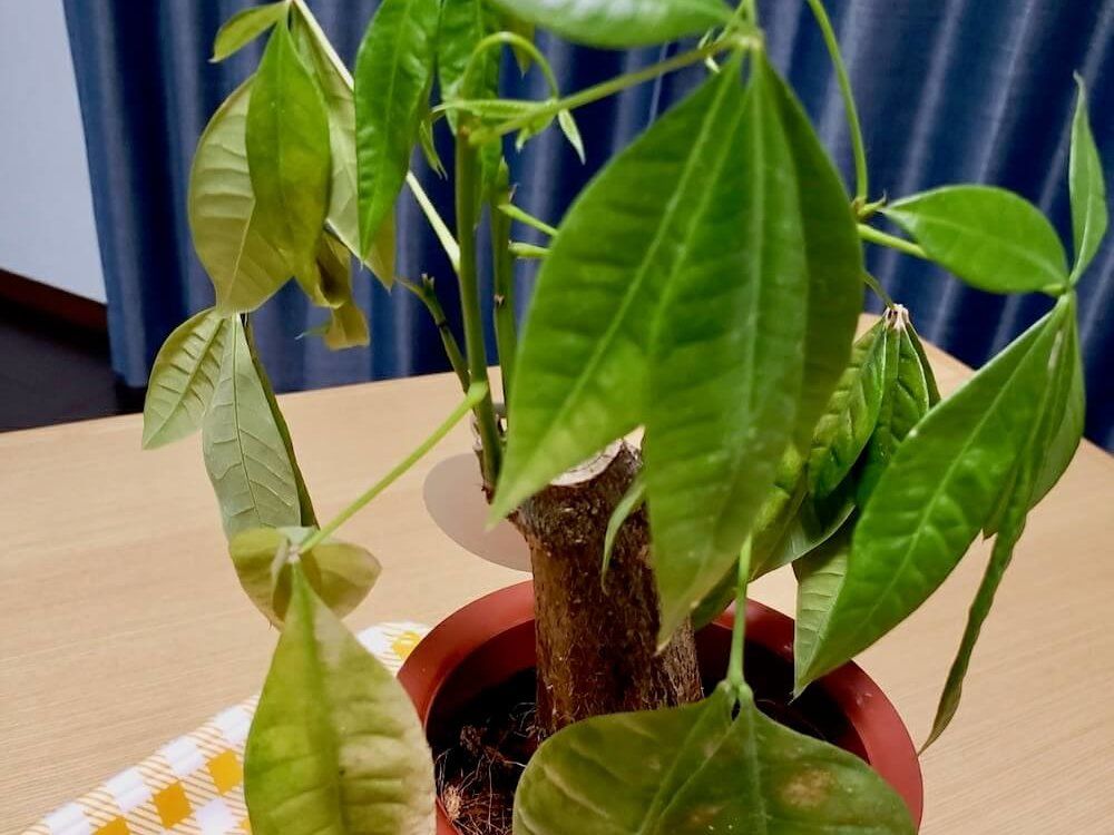 パキラ　枯れる