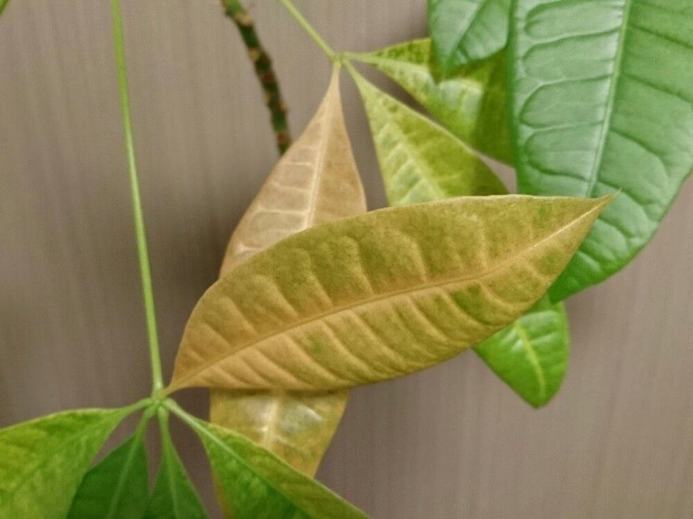 パキラ　枯れる