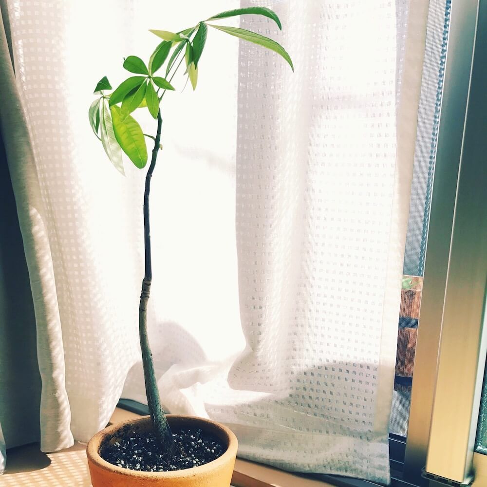 パキラ　枯れる