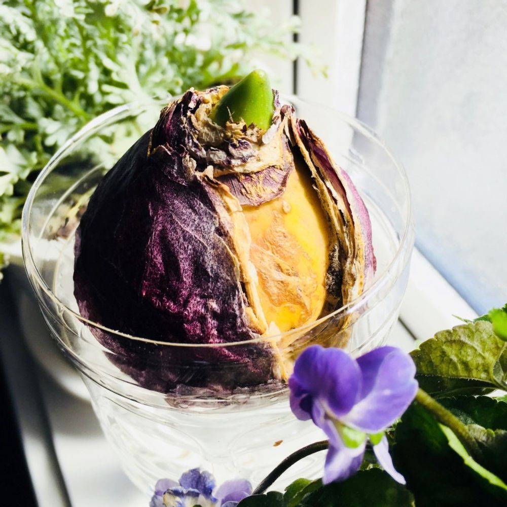 球根　水栽培　水耕栽培　