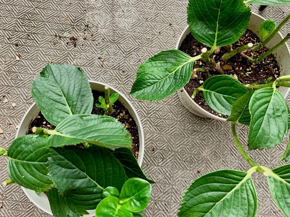 アジサイ　紫陽花　剪定