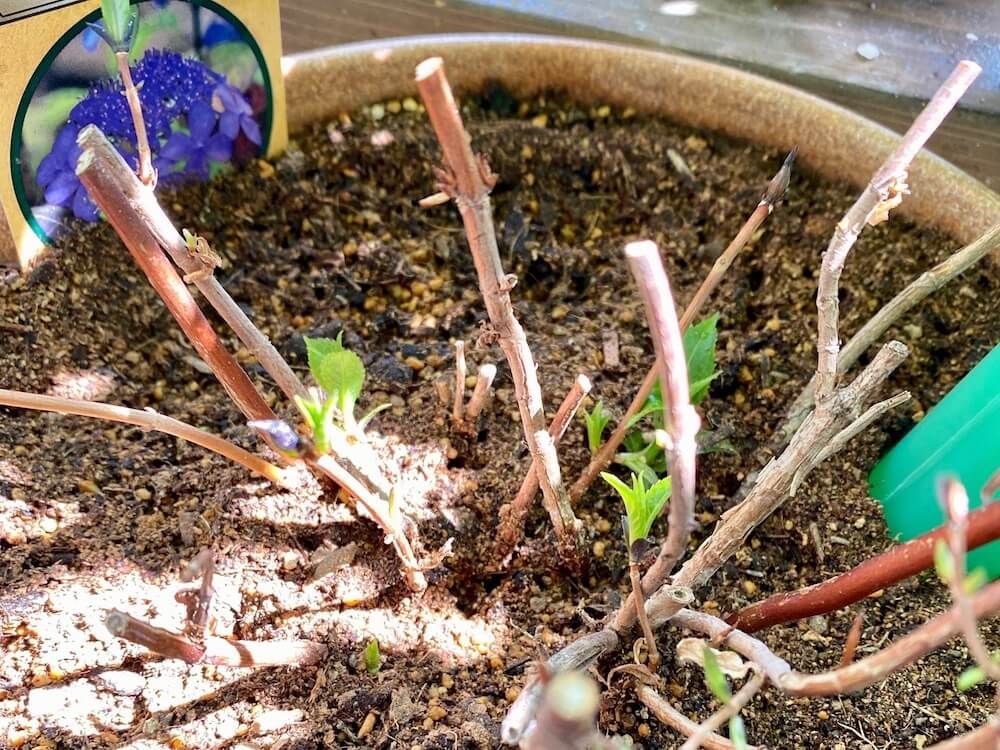 アジサイ　紫陽花　剪定