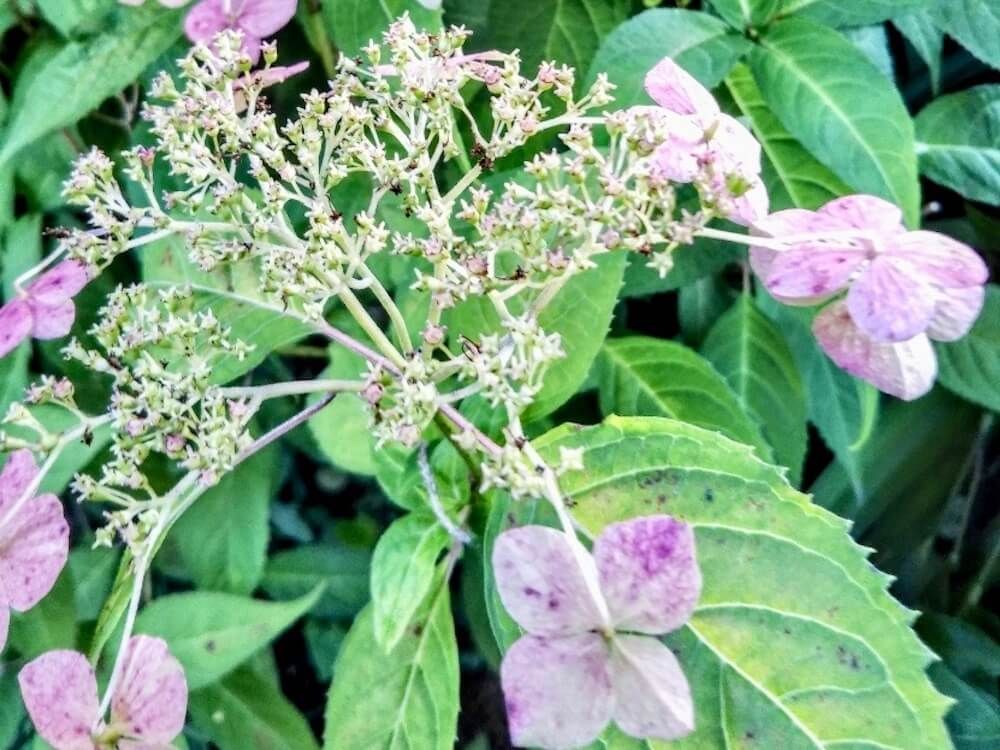 アジサイ　紫陽花　枯れた　花後