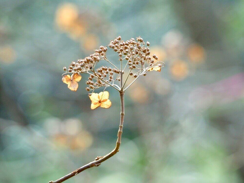 紫陽花　アジサイ