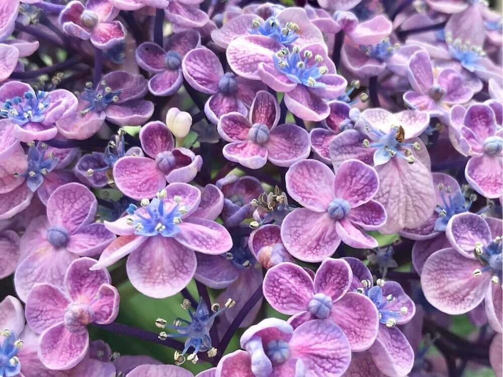 紫陽花　アジサイ