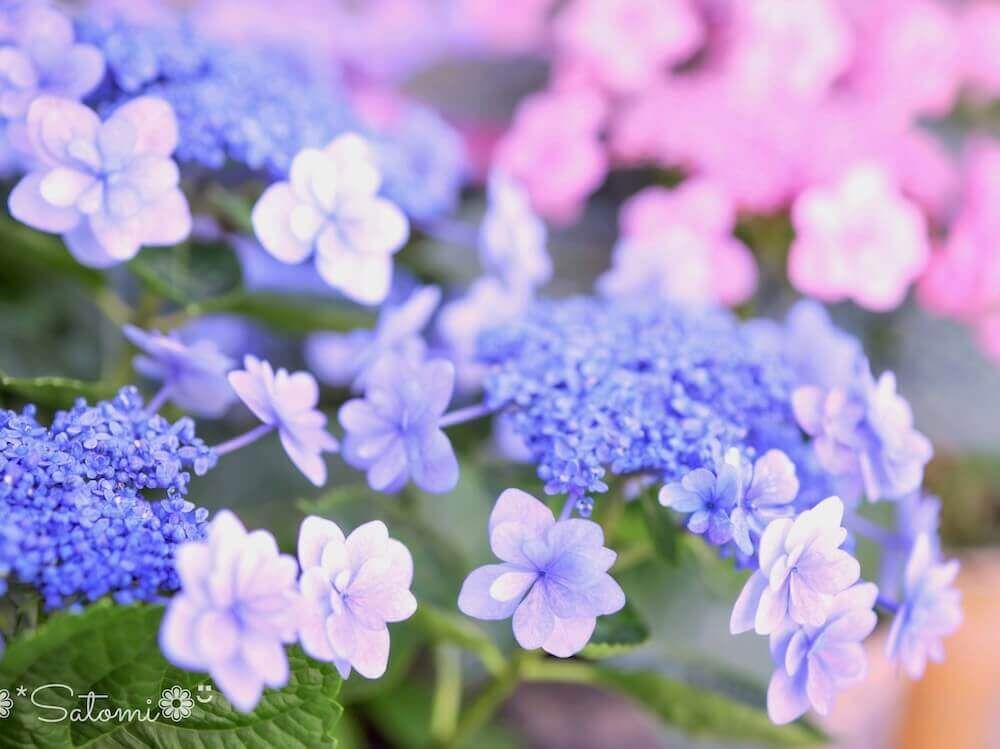 紫陽花　アジサイ