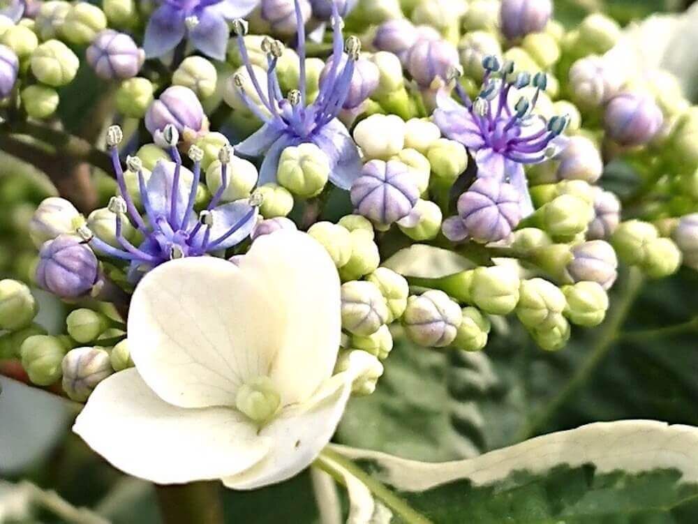 紫陽花　アジサイ