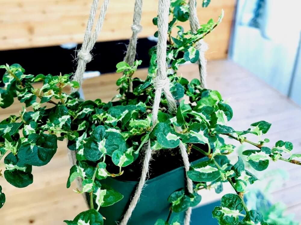 観葉植物　吊るす方法　フィカス・プミラ