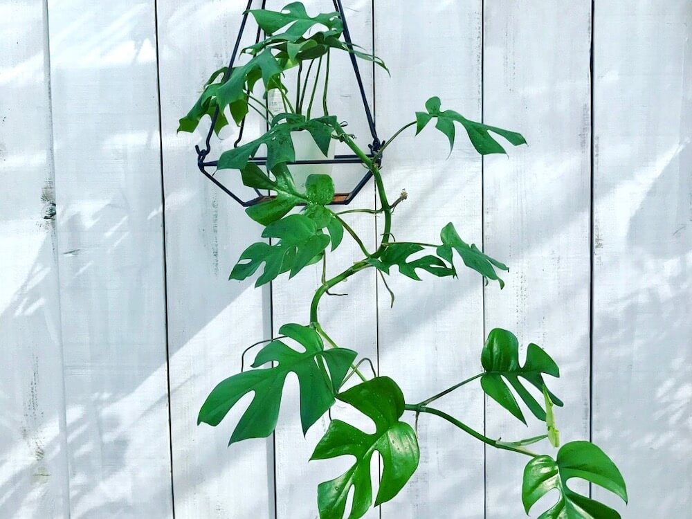観葉植物を吊るす方法は ハンギング方法とおすすめ植物10選 Greensnap グリーンスナップ