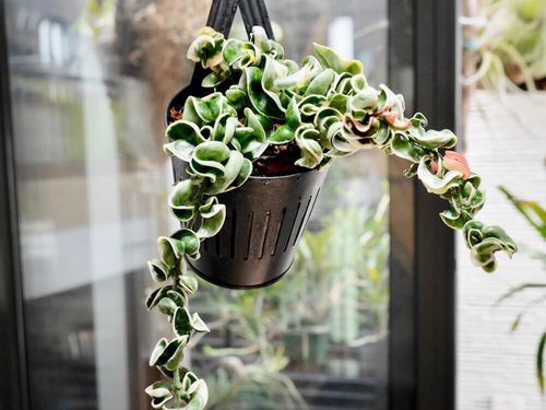 ハンギングにおすすめの観葉植物10選 おしゃれに吊るす方法は Greensnap グリーンスナップ