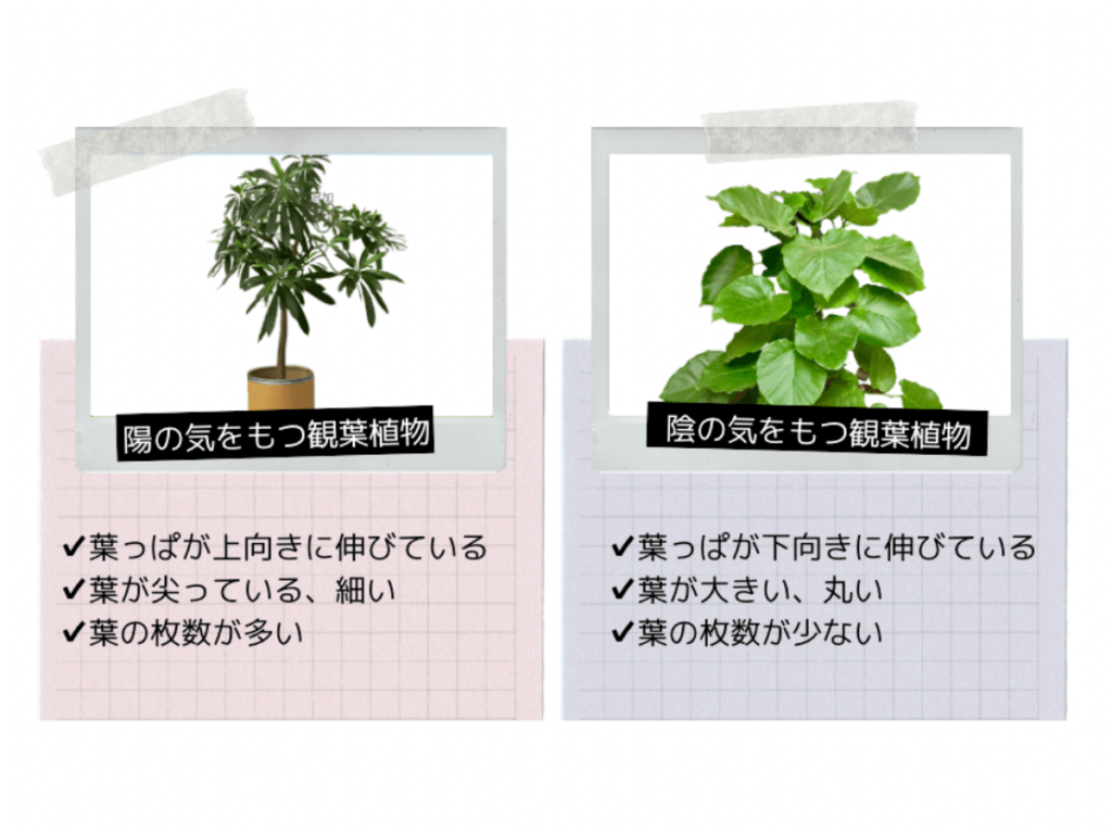 陰・陽の観葉植物の特徴