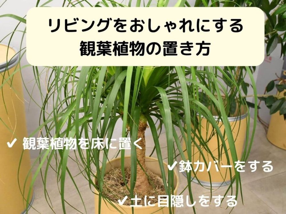 リビングをおしゃれにする観葉植物の置き方
