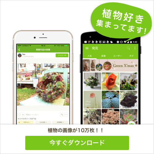 写真 を 撮る だけ で 査定 アプリ 【無料で利用できる】写真を撮るだけ!アプリが植物・花の名前を教えてくれる『教えて!カメラ』をリリースしました!