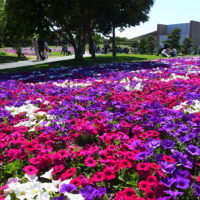 5月が見頃！サフィニアを見に行こう♪の画像