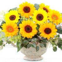 夏の定番花「ヒマワリ」は想像以上に奥深い花でした・・・！の画像