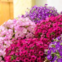 花がたくさん咲く！意外と知らない正しい「花がら摘み」の仕方をチェック！の画像