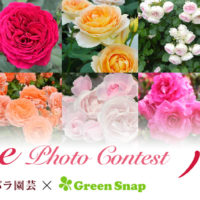京成バラ園芸×GreenSnap バラフォトコンテスト開催！の画像