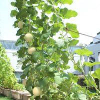 衝撃の事実！高級フルーツの代名詞「メロン」がおうちで栽培できるなんて・・！！の画像