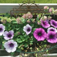 サフィニアフォトコンテストの投稿写真をチェック☆の画像