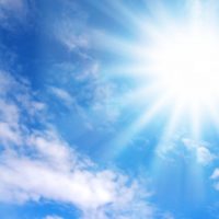 夏の猛暑を乗り切って、サフィニアを長く楽しみましょう♪の画像