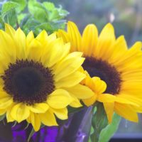 夏の王道花「ひまわり」フォトコンテスト開催！の画像