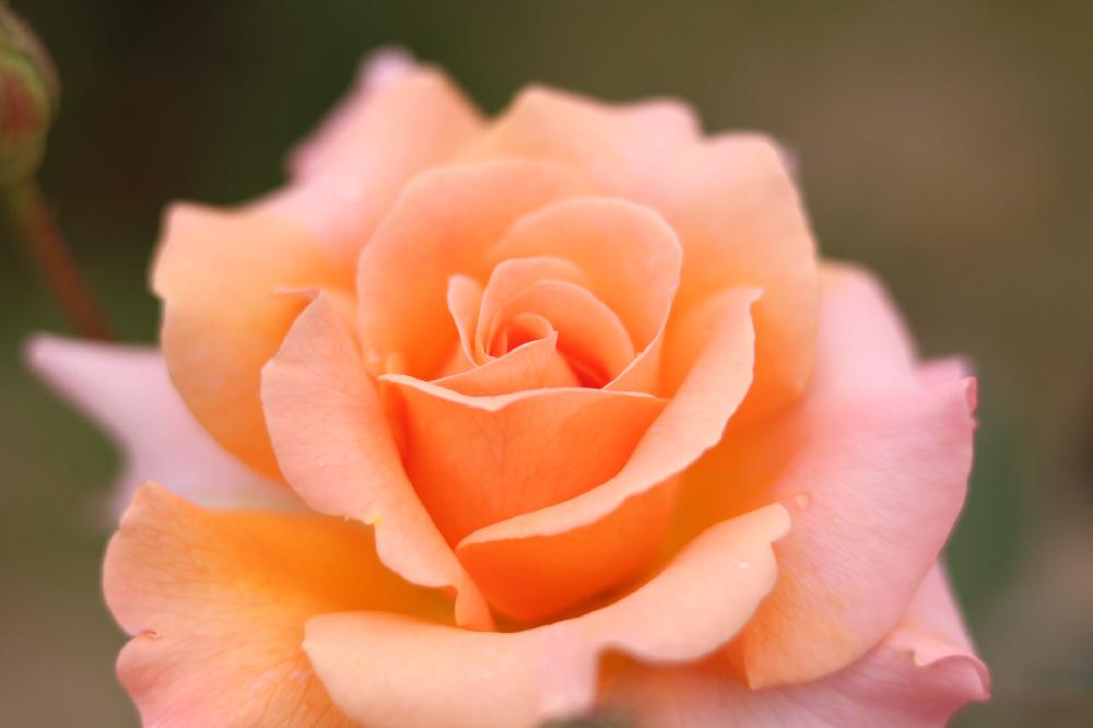 夏のたい肥マルチング でバラを上手に夏越しさせよう