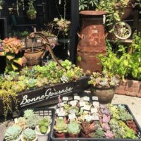 「自動水やり機」で夏休みのお出かけも安心♪植物の暑さ対策！の画像