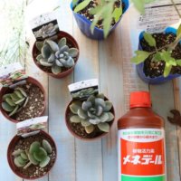 『メネデール』をお供に、秋の園芸を楽しみませんか？ 投稿キャンペーンも実施！の画像
