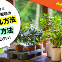 【募集】植物・お花に関するプラスチック廃棄物のリサイクル・削減方法を教えて下さい！の画像