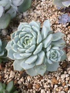 まるで芸術作品みたい！壁掛けに使える多肉植物！｜🍀GreenSnap