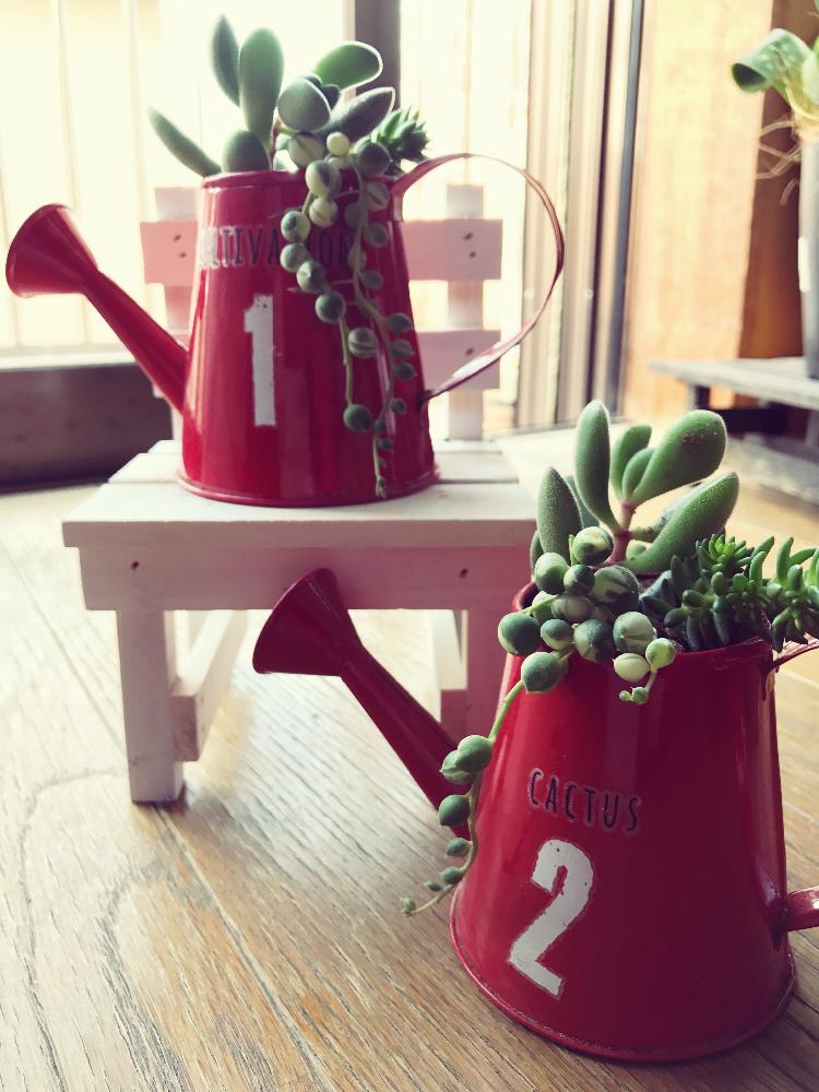 多肉植物セダムの増やし方 3つの方法とは 最も簡単なのはどれ Greensnap グリーンスナップ