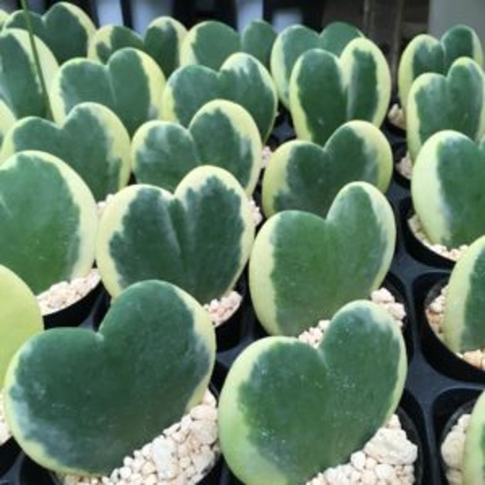 Photo by はなみらいさん