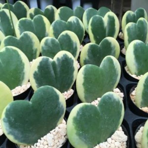 可愛いハート型の多肉植物 特別な人に贈りましょう Greensnap グリーンスナップ