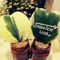 可愛いハート型の多肉植物！特別な人に贈りましょう！の画像