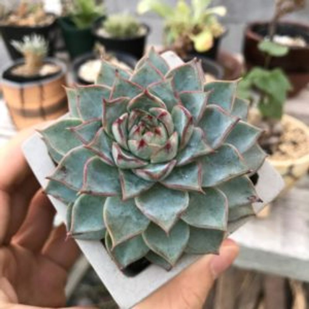 Photo by PuccAさん