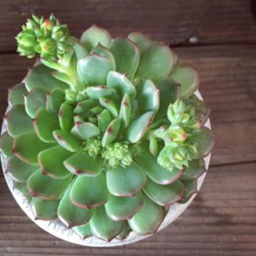 Photo by Green&Soilさん