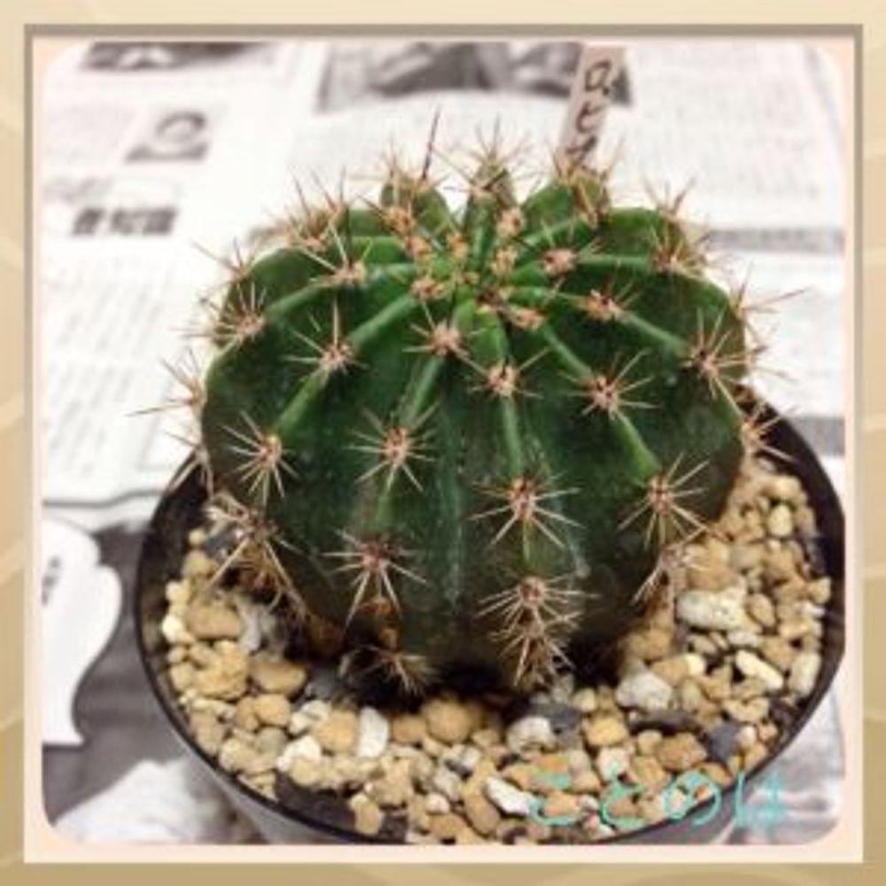 Photo by ことのは(@kotonoha)さん