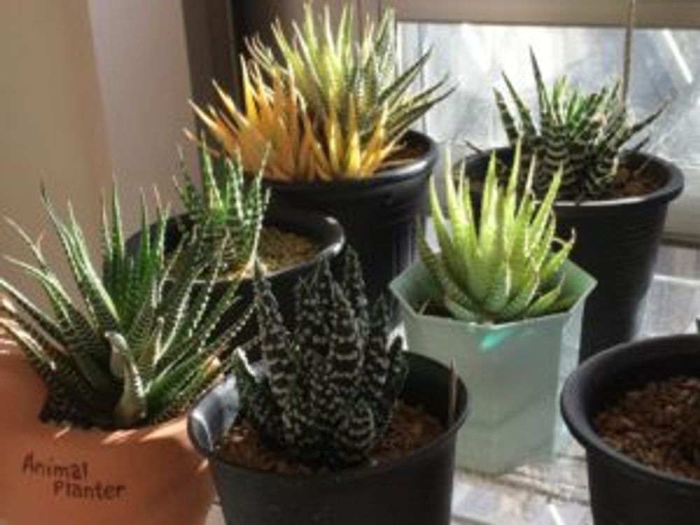 Photo by とろろさん