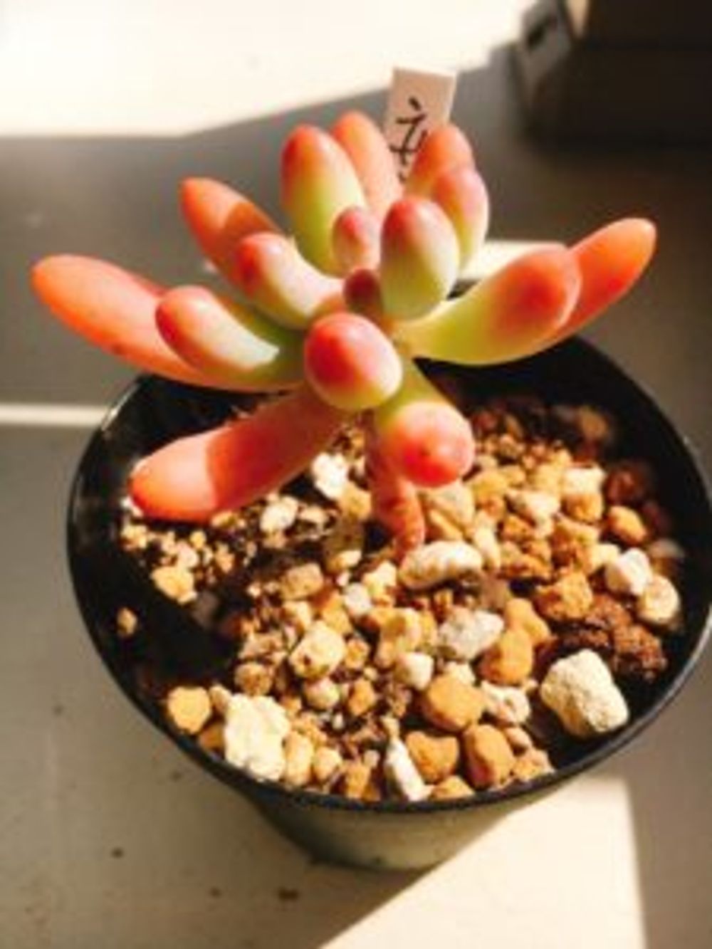 Photo by みーさん