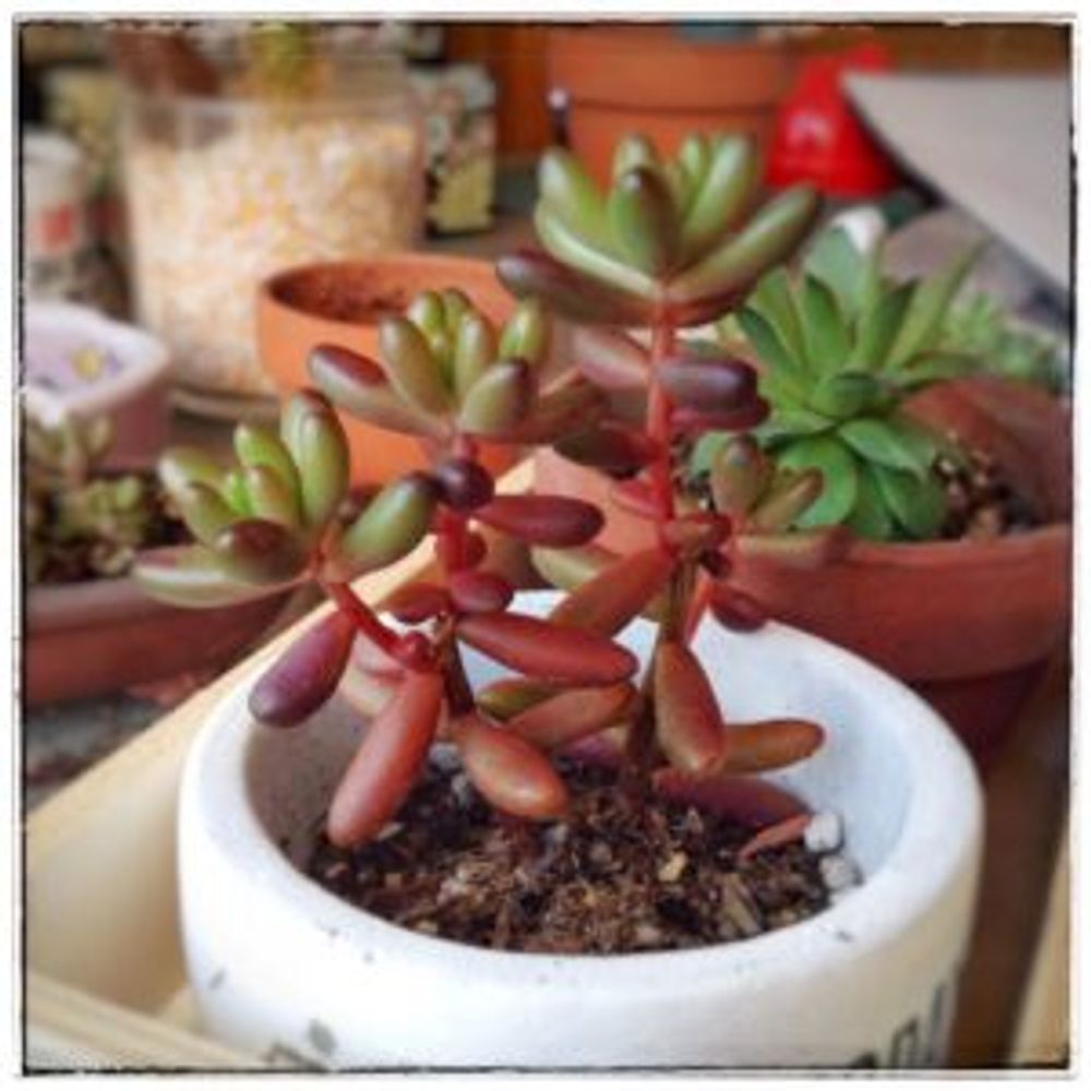 Photo by ねこ日和さん