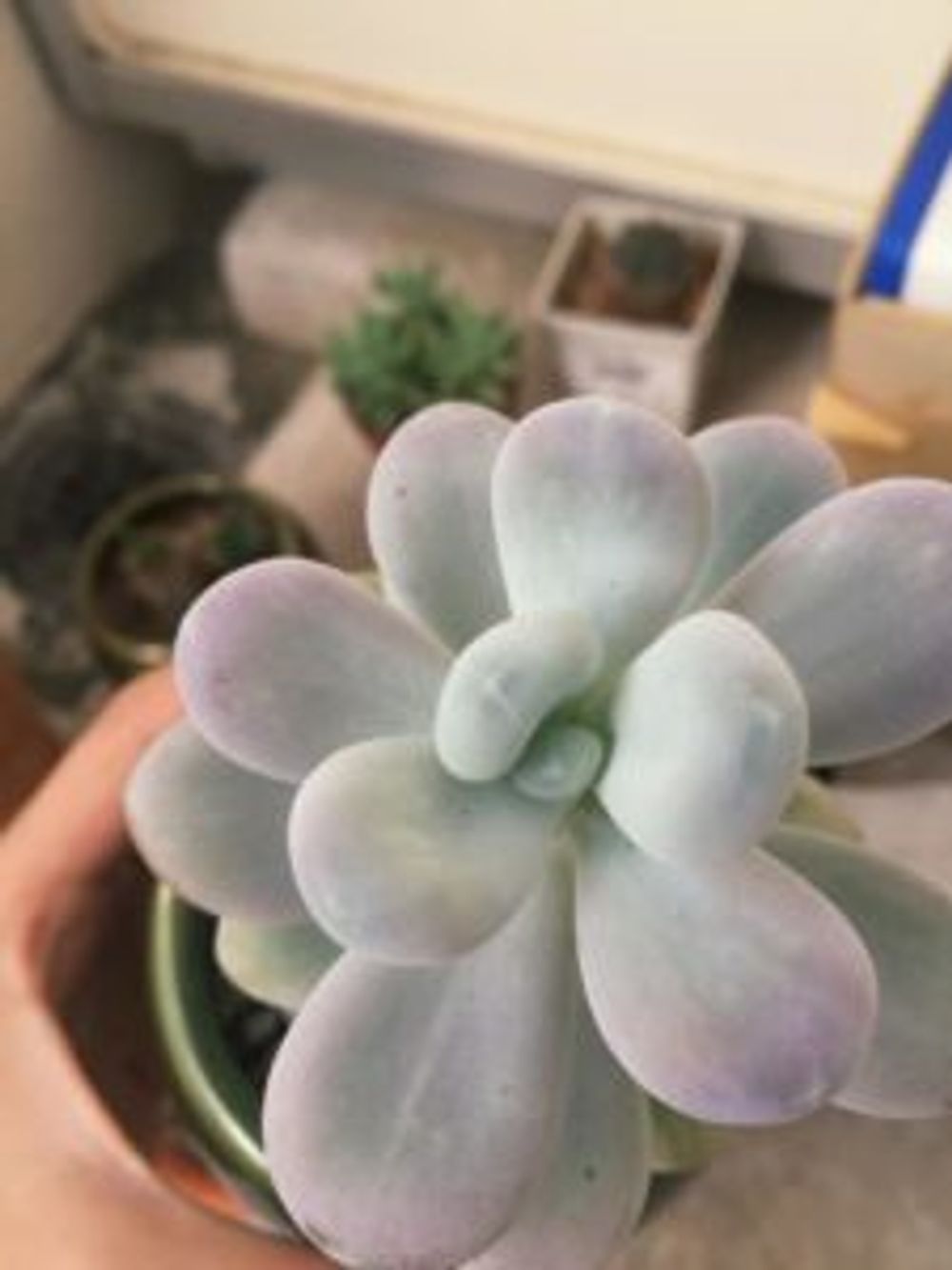 Photo by はなこさん