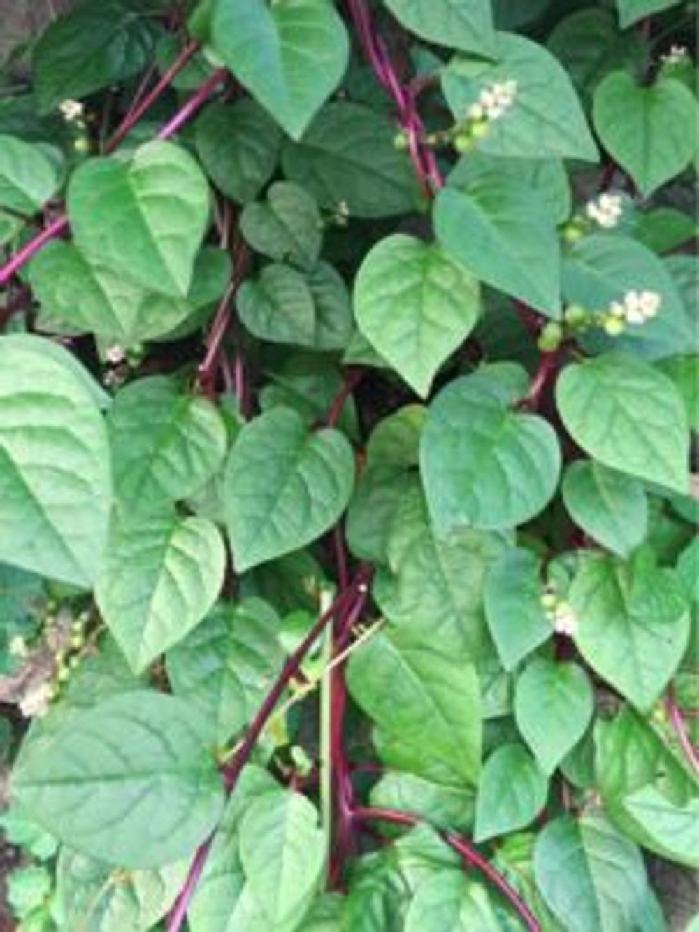 Photo by ギボウシさん