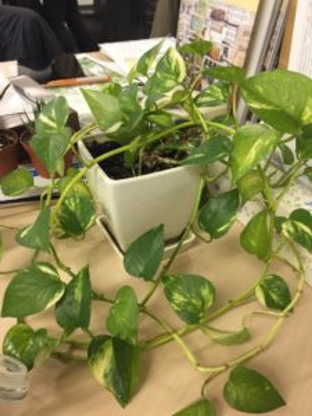 Photo by yokoヽ(*´∀｀*)ノさん