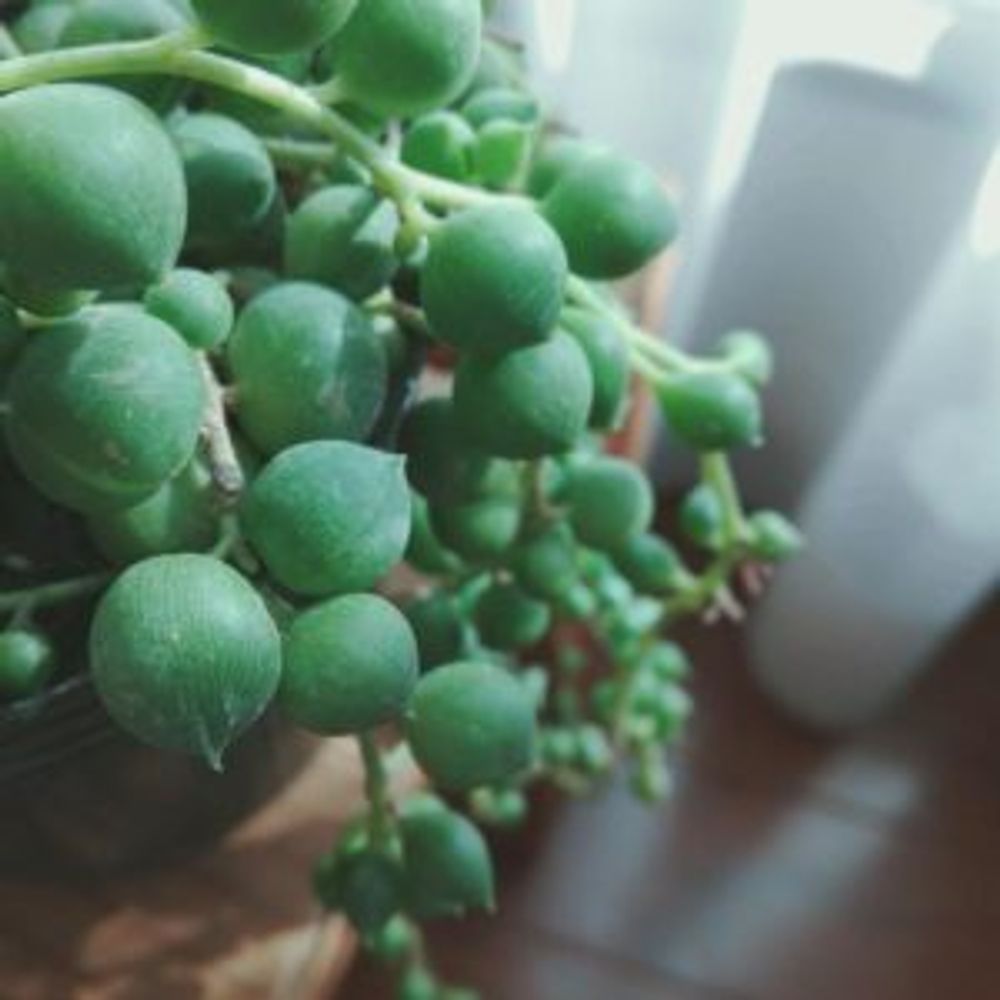 Photo by Chii*さん